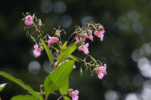 Himalayan Balsam is a cute annual flowers in pink.jpg