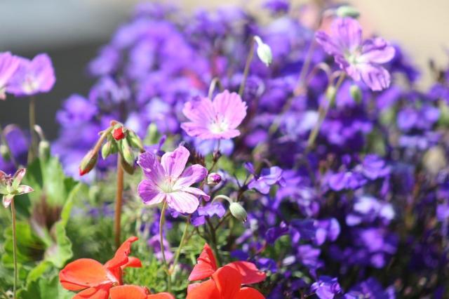 image of annual flowers in red and purple.jpg
