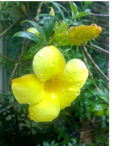 image of bright yellow annual flowers,  yellow Allamanda flowers.jpg