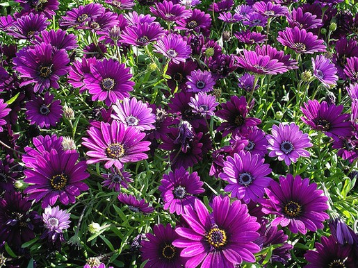 purple daisy field.jpg