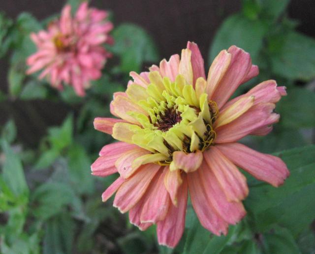 pictures of annual flowers for your garden.jpg