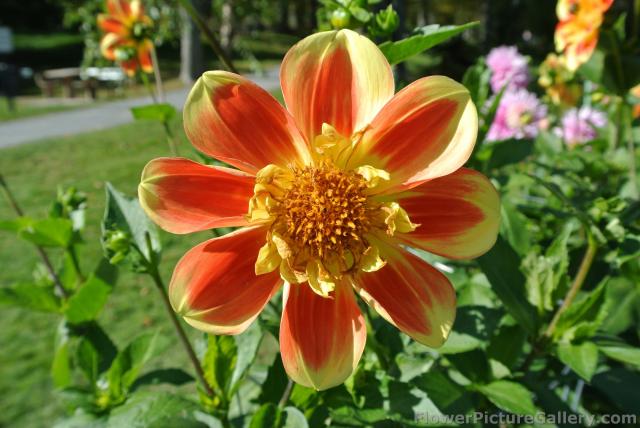 Collarette Dahlia of Halifax.jpg