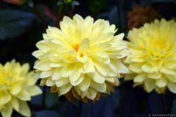 Dahlia Pictures