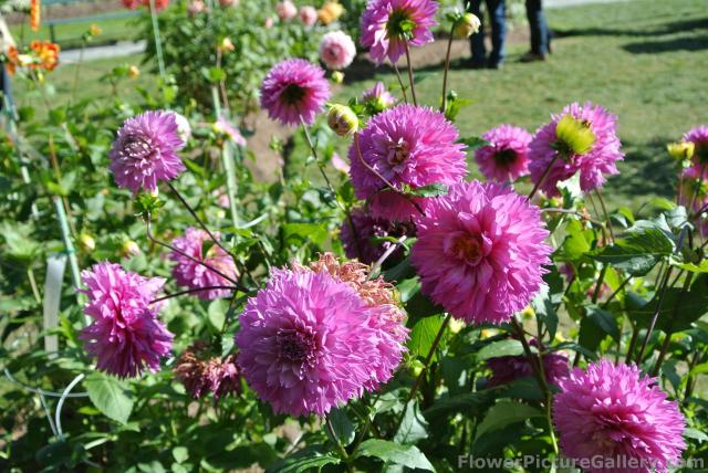Group of pink Dahlias.jpg