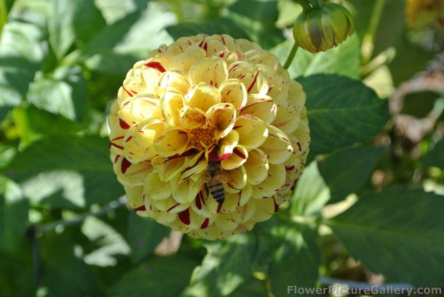 Miniature Ball Dahlia in yellow with red accent.jpg