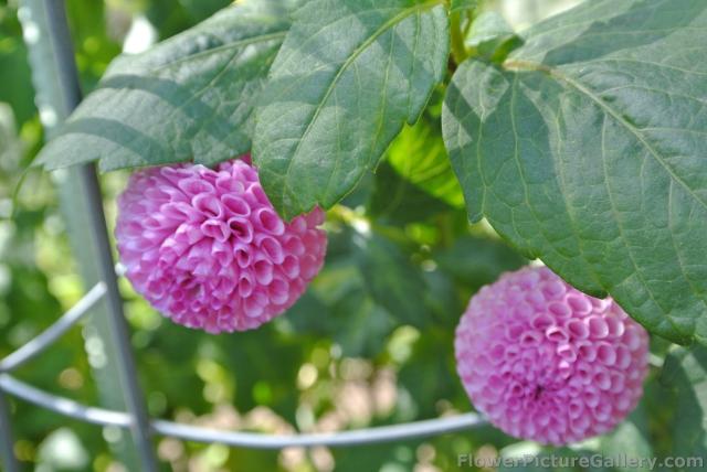 Pink Anemone Dahlia.jpg