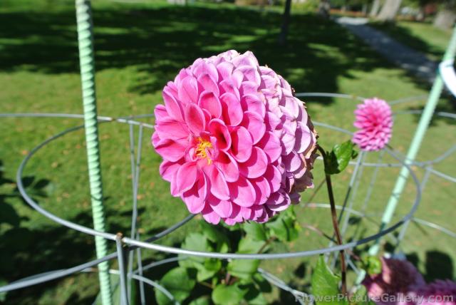 Pink ball Dahlia.jpg