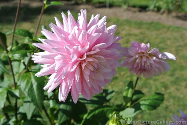 Pink Dahlia of Nova Scotia.jpg