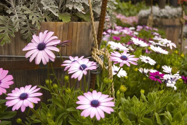 pictures of annual flowers in purple.jpg