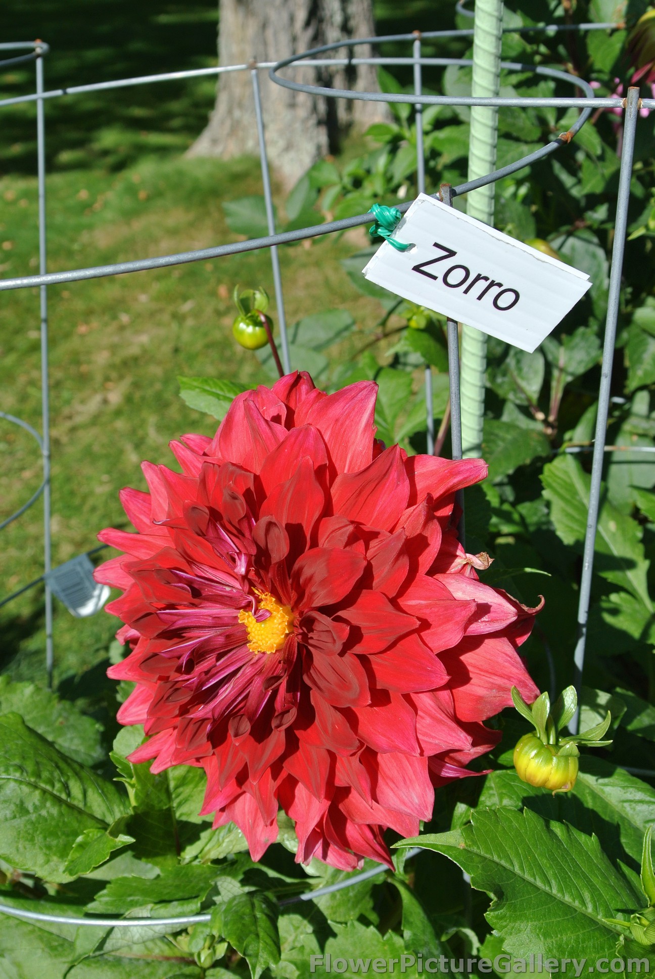 Red Zorro Dahlia.jpg