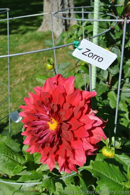 Red Zorro Dahlia.jpg