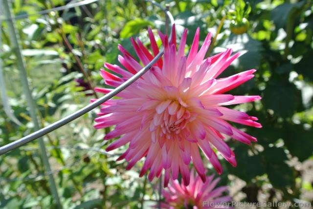 Semi-Cactus Dahlia in pink and red.jpg