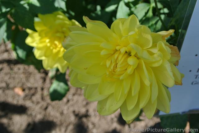 Waterlily Dahlia in yellow.jpg
