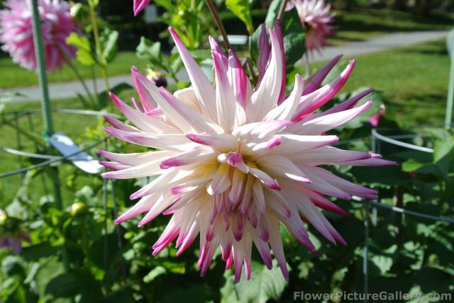 White Dahlia with magenta tips.jpg