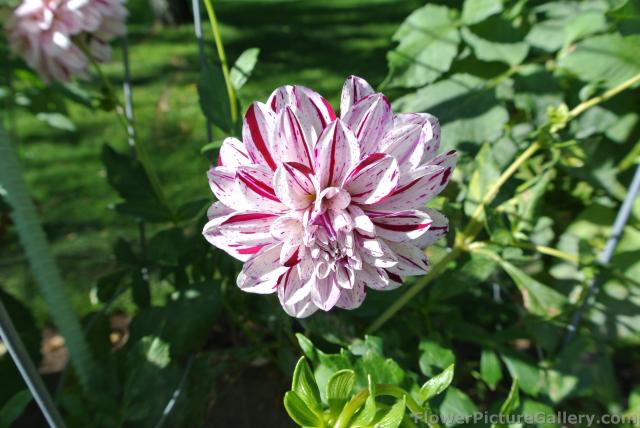 White Dahlia with red accent.jpg