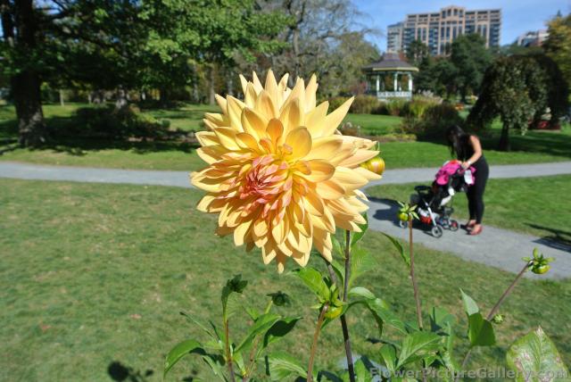 Yellow Dahlia of Nova Scotia.jpg