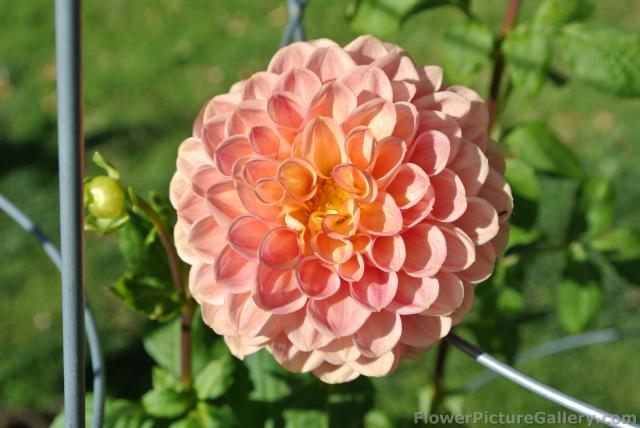 Ball Dahlia in orange.jpg