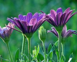 purple daisies.jpg