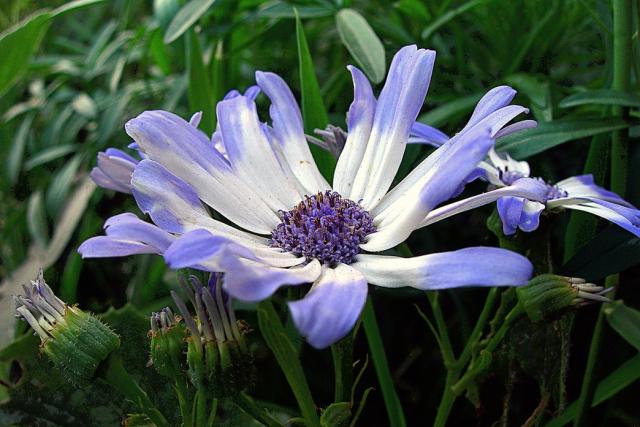 Purple and white annual flowers_beautiful flowers for your garden.jpg