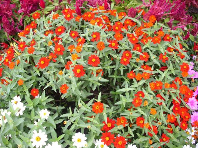 small annual flowers with bright colors.jpg