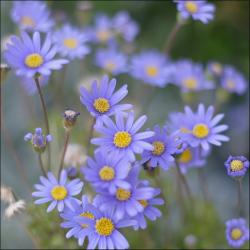 purple daisies field.jpg