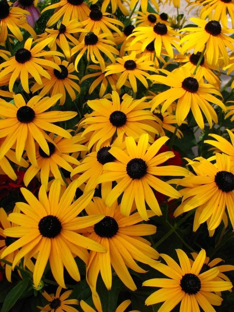 beautiful and colorful Rudbeckia Hirta annual flowers.jpg