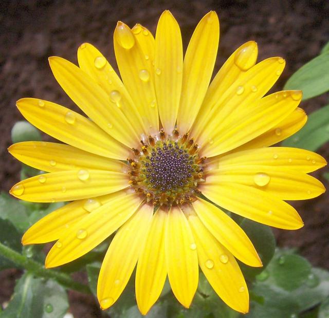 beautiful bright yellow flowers for your garden.jpg