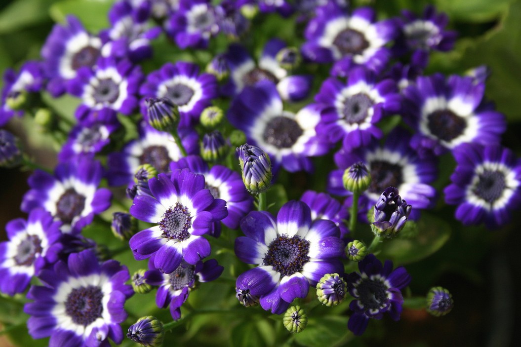 purple and white daisy flowers.jpg