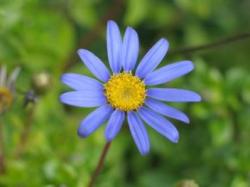 Aster Flowers Pictures Gallery