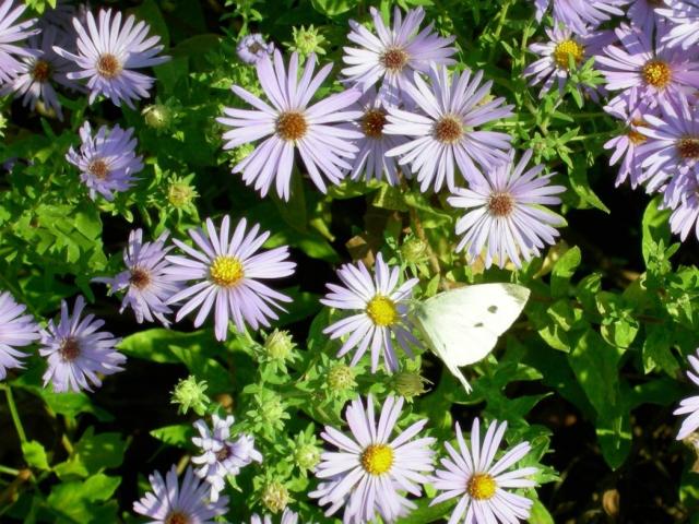beautiful garden flowers and butterfly.jpg