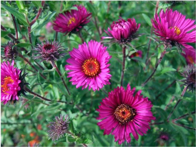 beautiful garden flowers photo with pink asters.jpg