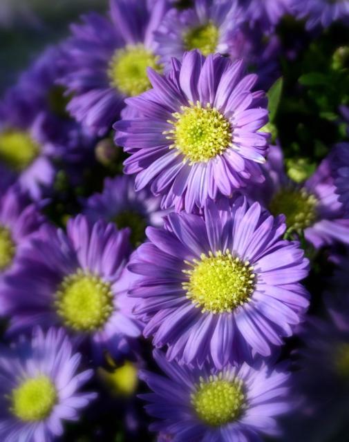 beautiful purple Aster flowers with bright yellow.jpg