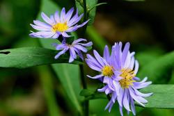 beautiful purple flowers photo of aster flowers.jpg