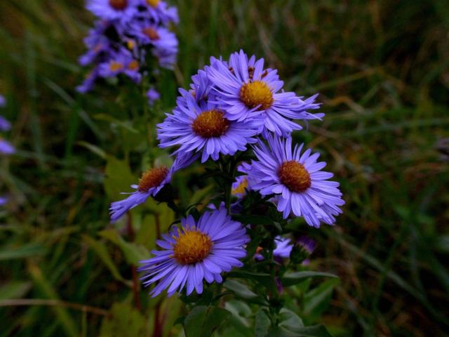 blue Aster flowers photo.jpg