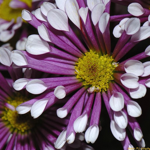 Purple and white African Daisy with yellow eye.jpg