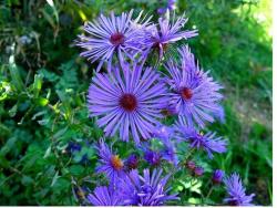 blue purple Aster flowers with bright yellow eye.jpg