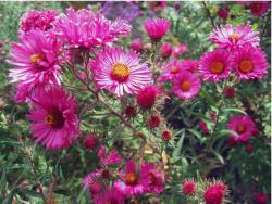 bright pink Aster flowers with orange center.jpg