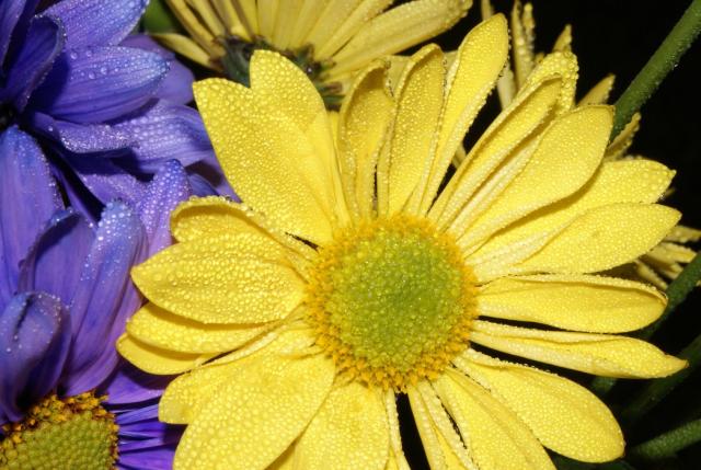 bright yellow Aster flowers pic.jpg