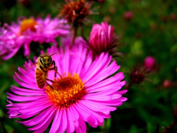 colorful garden flowers image.jpg