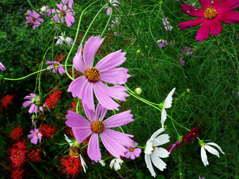 colorful garden flowers photo.jpg