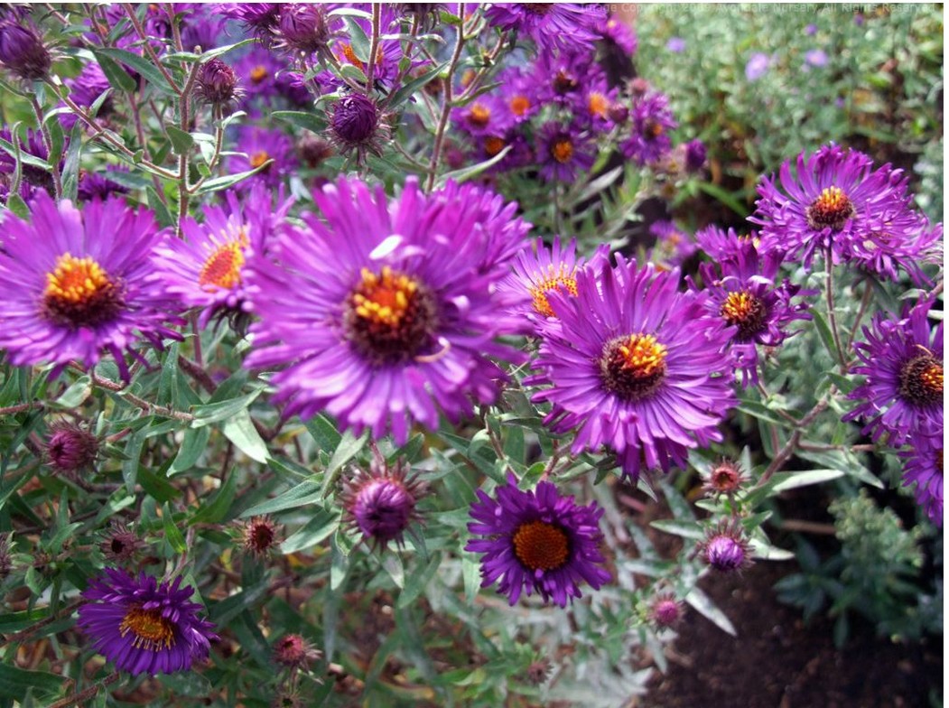 colorful garden with aster flowers.jpg