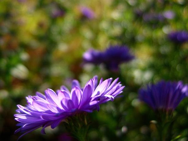 dark Aster flowers photo.jpg