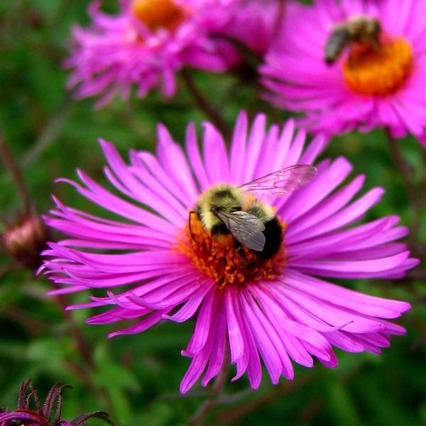 flowers with bee.jpg