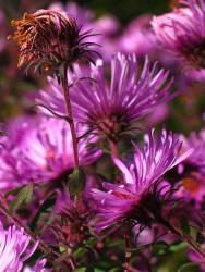 garden Aster flowers.jpg