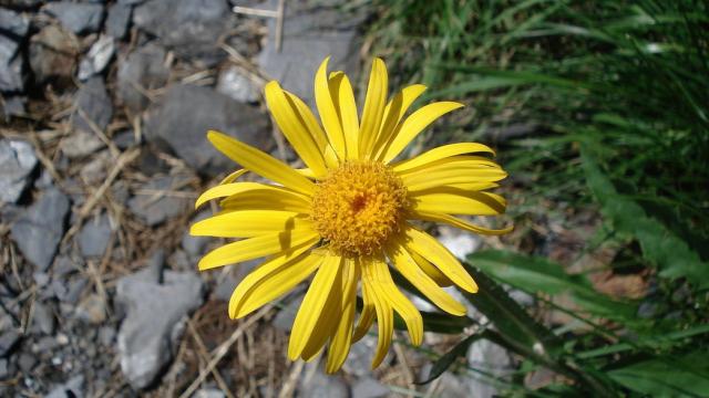 garden bright flowers Aster picture.jpg