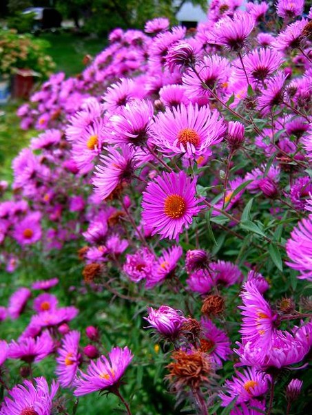 garden flowers Asters picture.jpg