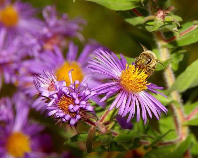 image aster flowers with yellow center.jpg