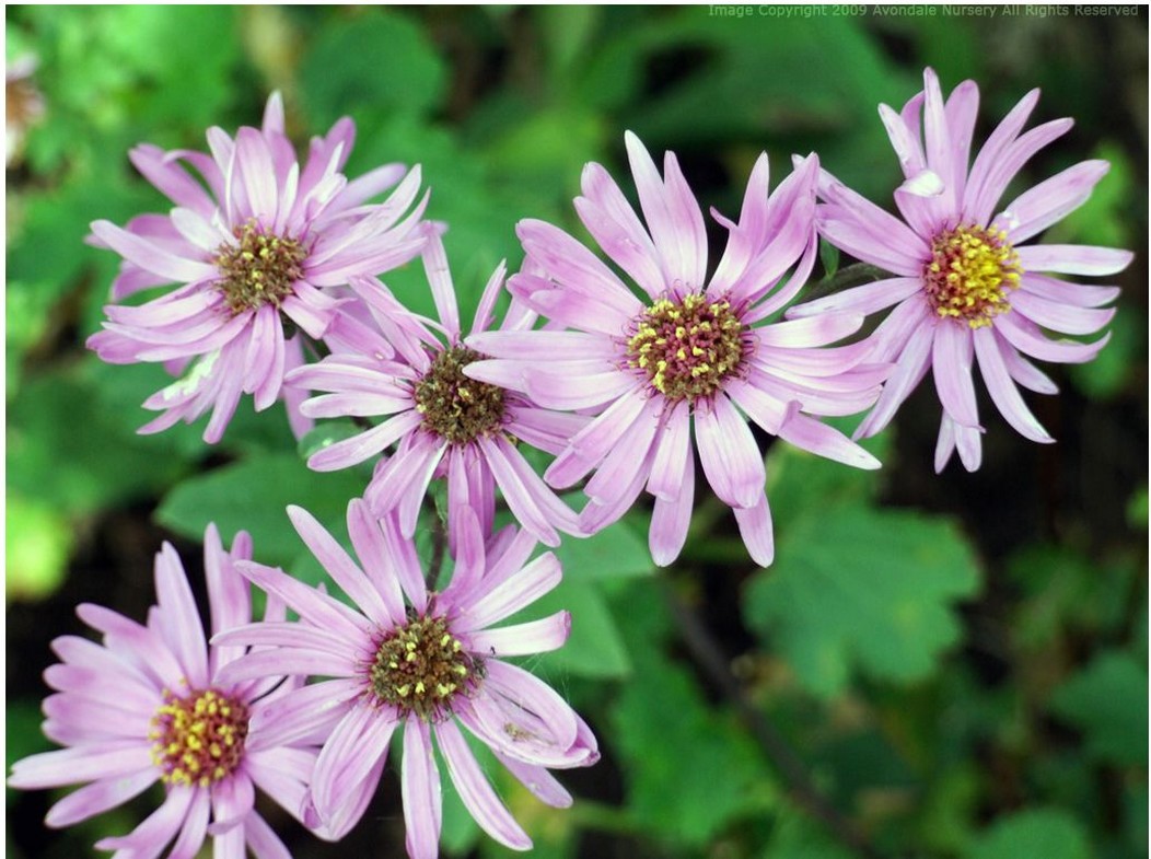 light garden flowers asters.jpg