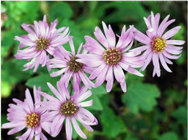 light garden flowers asters.jpg