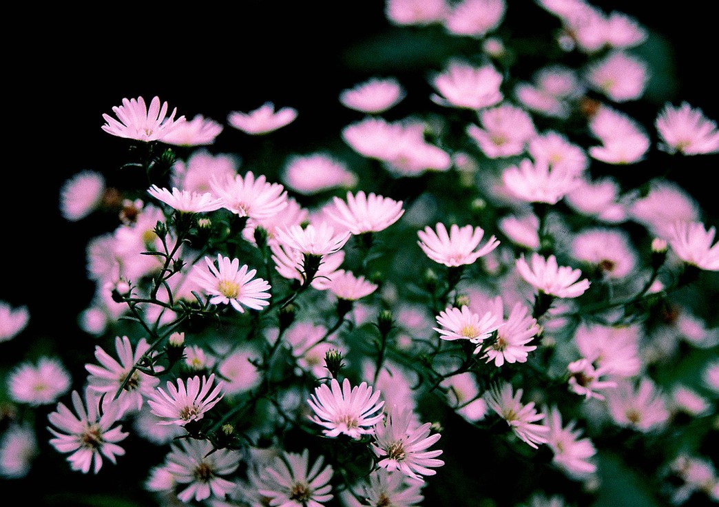 light pink Aster flowers.jpg